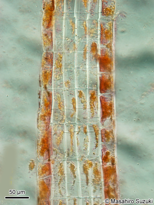 コナウミウチワ Padina crassa